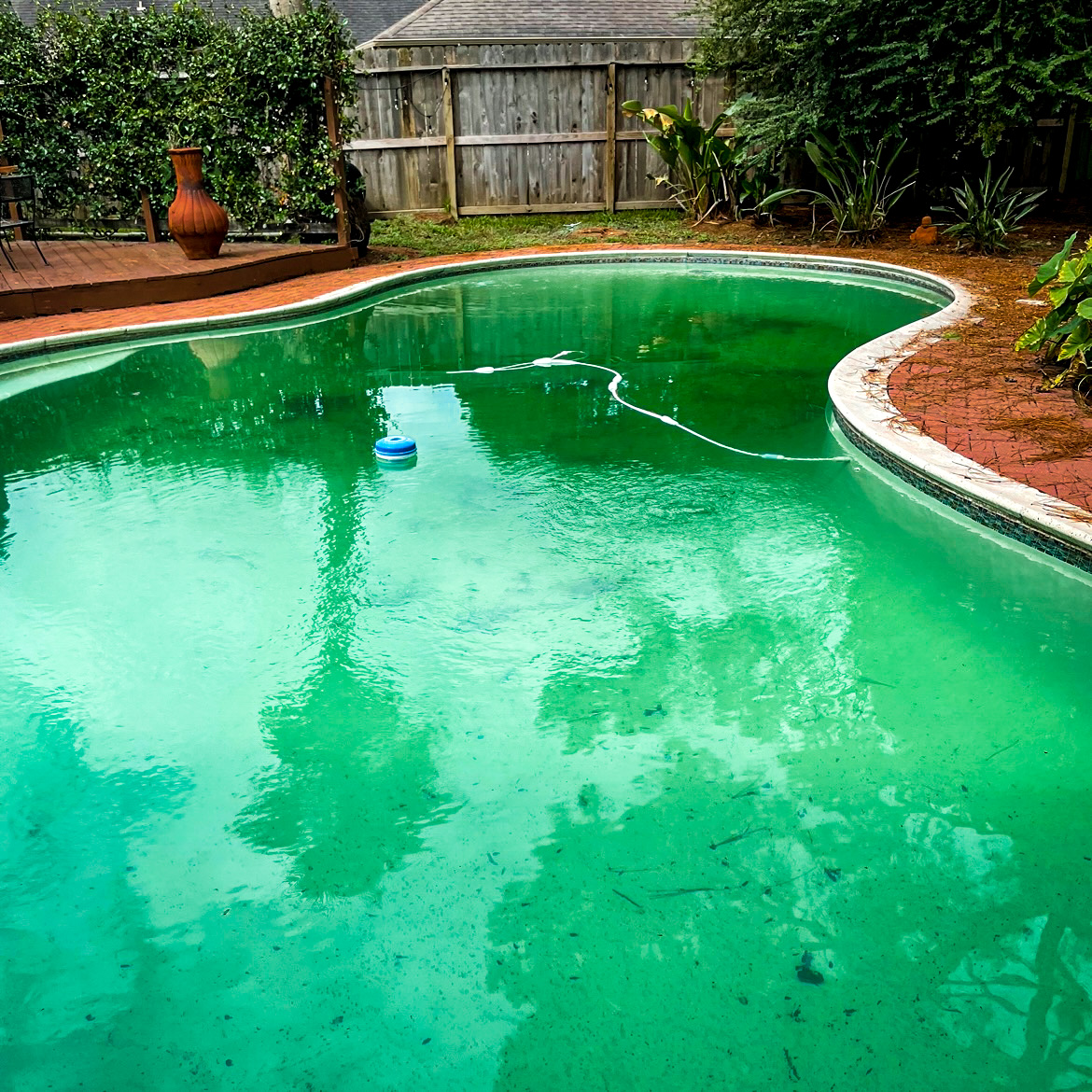 Algae Removal